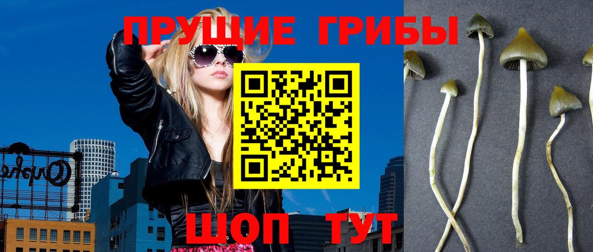 Шадринск  где купить наркотик  Вход с VPN  Псилоцибиновые грибы ЛСД  Галлюциногенные грибы прущие грибы 